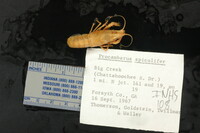 Procambarus spiculifer image